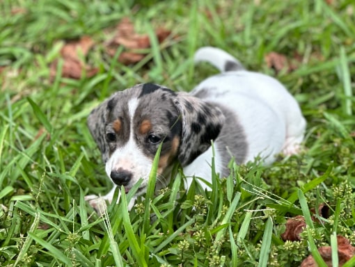 Candice's Dachshunds Mini Dachshund puppy.